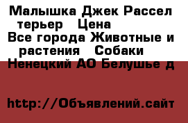 Малышка Джек Рассел терьер › Цена ­ 40 000 - Все города Животные и растения » Собаки   . Ненецкий АО,Белушье д.